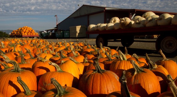 Don’t Miss These 8 Great Pumpkin Patches In Oregon This Fall