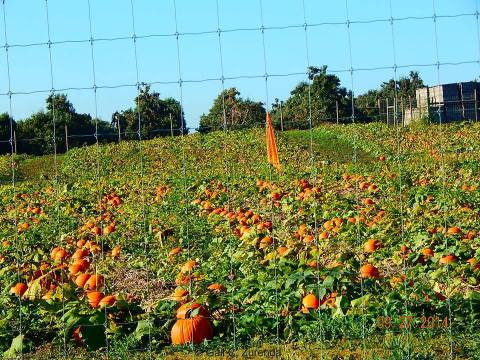 Don’t Miss These Great Pumpkin Patches In West Virginia This Fall