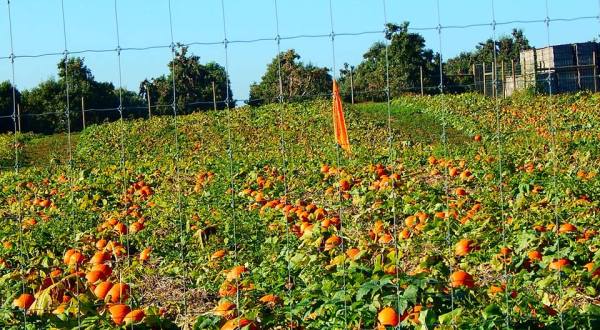 Don’t Miss These Great Pumpkin Patches In West Virginia This Fall