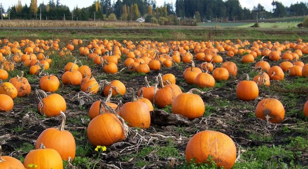 10 Things That Everyone In Wisconsin Does During The Fall Season