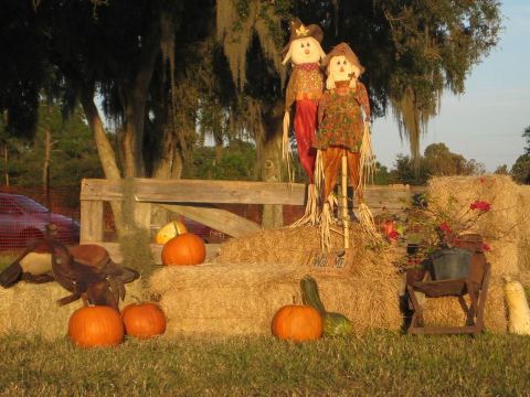 Don’t Miss These 9 Great Pumpkin Patches In Florida This Fall