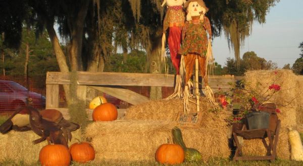 Don’t Miss These 9 Great Pumpkin Patches In Florida This Fall