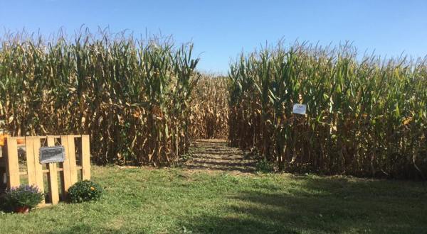8 Awesome Corn Mazes In Ohio You Have To Do This Fall