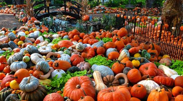 Don’t Miss These 10 Great Pumpkin Patches In Texas This Fall