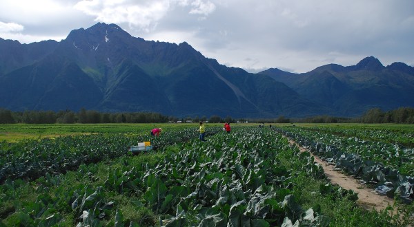 7 Places In Alaska Where You Can Pick Your Own Delicious Food