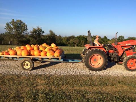 Don’t Miss These Great Pumpkin Patches In Kentucky This Fall
