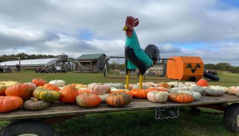 Don’t Miss These 19 Great Pumpkin Patches In Missouri This Fall