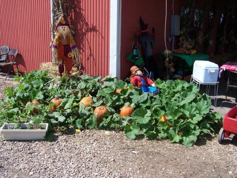 Don't Miss These 10 Great Arkansas Pumpkin Patches This Fall