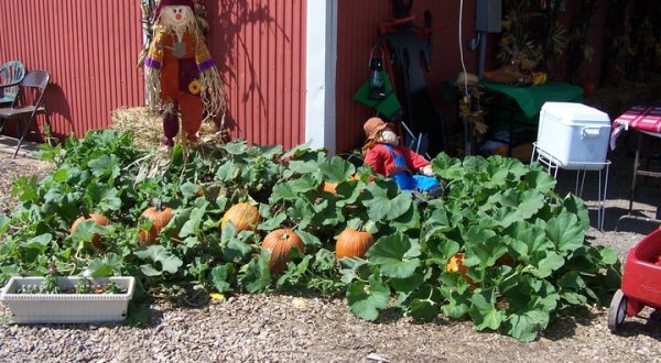 Don’t Miss These 10 Great Arkansas Pumpkin Patches This Fall