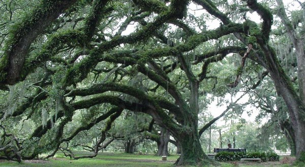 11 Reasons We Are Thankful For Living In Louisiana