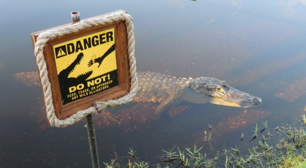 15 Jaw-Dropping Facts About Alligators Everyone In Florida Should Know