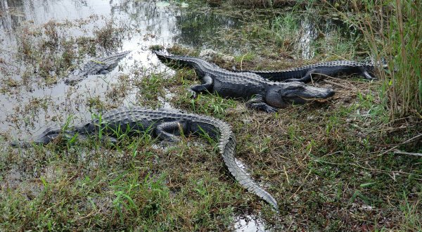 19 Questions You Can Only Answer If You’re From Florida