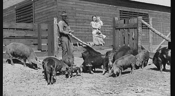 There’s Something Special About These 13 Alabama Farms From The Past