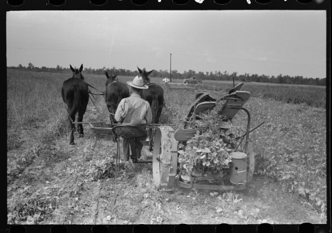 There's Something Special About These 12 Arkansas Farms From The Past