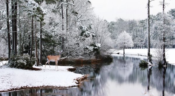 15 Times Snow Transformed North Carolina Into The Most Gorgeous Scenery