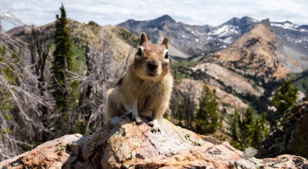 These 15 Photos Of Idaho Wildlife Are Simply Stunning