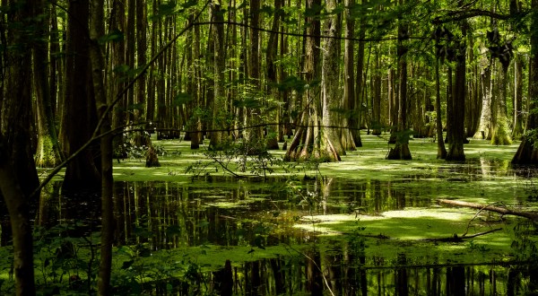 If You Live In Louisiana, You Must Visit This Amazing State Park