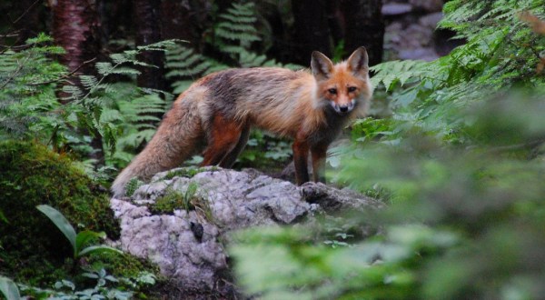 13 Pictures of Wildlife in New Hampshire That Will drop Your Jaw
