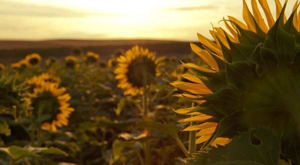 These 10 Beautiful Sunrises In North Dakota Will Have You Setting Your Alarm
