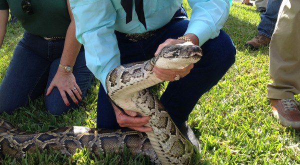 Hundreds Join Hunt For Pythons Wreaking Havock In The Everglades
