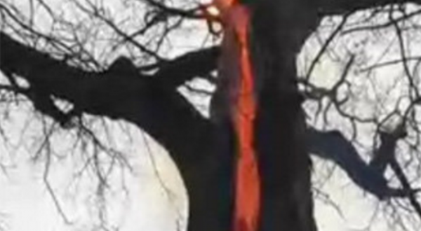 Hikers In Ohio Just Stumbled Upon The Devil’s Tree… And It’s Insane