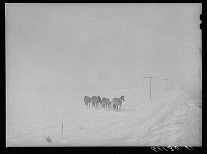 horses in snowstorm - life in south dakota