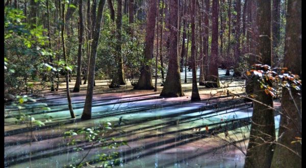 This Natural Phenomenon Occurring In Florida Swamps Is Truly Magical
