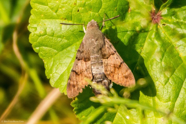 Hummingbird Moth - Bugs Found In South Dakota