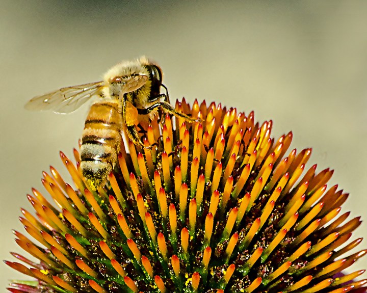 Honey Bee - Bugs Found In South Dakota