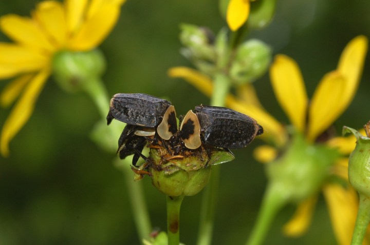 American Carrion Beetle - Bugs Found In South Dakota