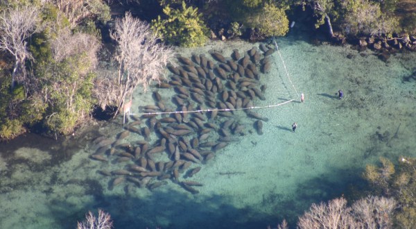 Swim With The Manatees In This Amazing Place In Florida