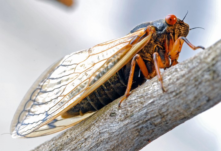 Cicada - Bugs Found In South Dakota