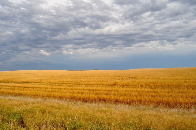 Fields in South Dakota