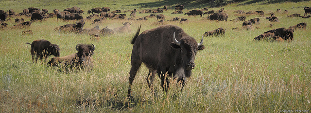 Bison herd near Custer Park.