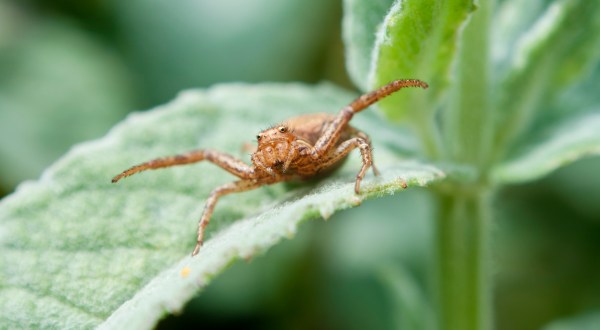 These 12 Bugs Found In New York Will Send Shivers Down Your Spine