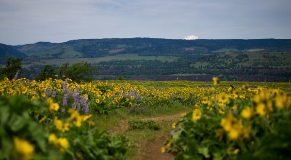 12 Amazing Trails That Every Oregonian Must Hike This Spring