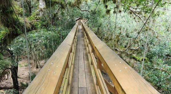 This Swinging Bridge In Florida Will Make Your Stomach Drop