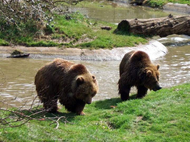 Idaho Bucket List - Bear World