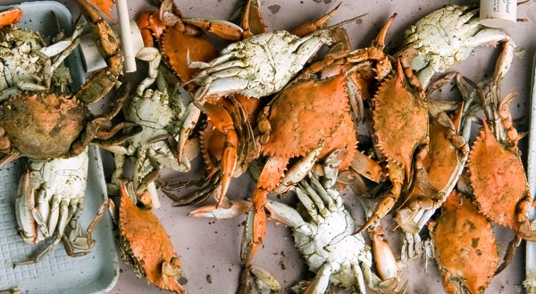 These 10 Photos Show Maryland’s Blue Crab Industry Like You’ve Never Seen It Before