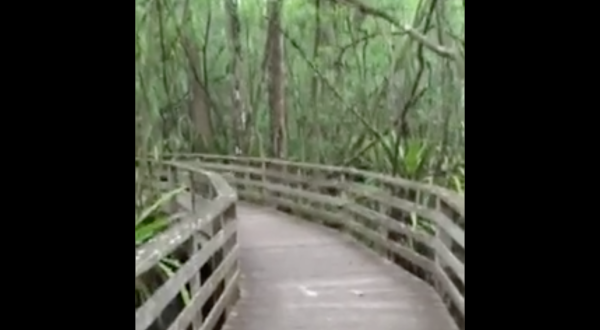 This Woman’s Terrifying Encounter In Florida Will Freak You Out