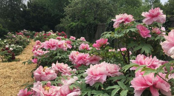 Here Are The 11 Most Beautiful Gardens You’ll Ever See In New York