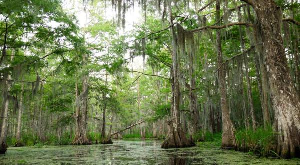 9 Epic Hiking Spots Around New Orleans Are Completely Out of This World