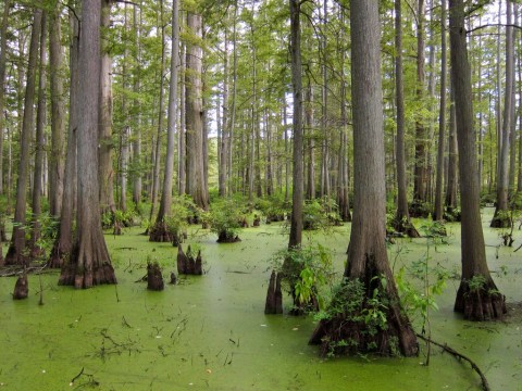 Most People Don't Know About This Eerily Beautiful Swamp Hidden In Illinois