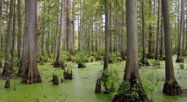 Most People Don’t Know About This Eerily Beautiful Swamp Hidden In Illinois