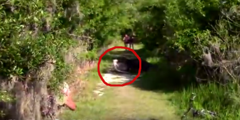 What Was Captured On Film In A Florida Park Will Drop Your Jaw