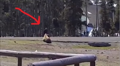 You Won't Believe What This Woman Did In Yellowstone National Park