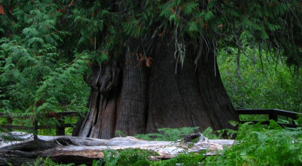 There’s Something Incredibly Special About This Ancient Tree In Idaho