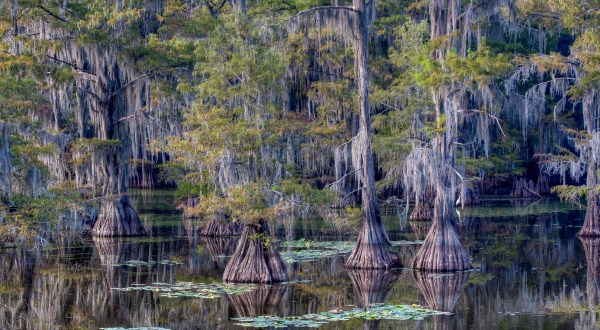 One Of The Largest Forests In The World Is In Texas – And It’s Not What You’d Expect