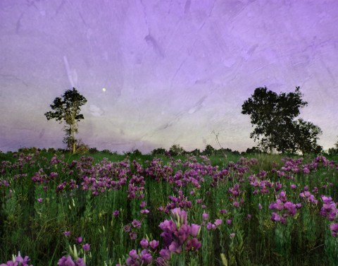 There's Something Incredibly Beautiful Hiding In These Texas Fields