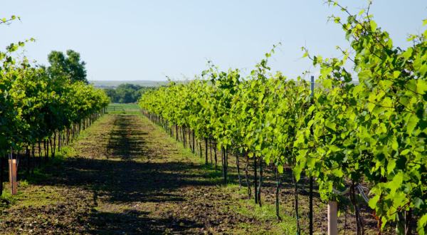 These 8 Beautiful Vineyards and Wineries In South Dakota Are a Must-Visit For Everyone